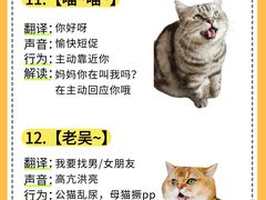 -瑞鹏宠物医院·骨外科·心肾科·肿瘤科(九亭店)