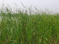 -西青郊野公园