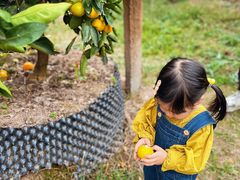 -前小桔亲子创意农场·草莓采摘·露营烧烤