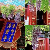北京紫藤观赏攻略｜8大最佳宝藏地