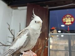 -深圳鸟咖鹦花岛