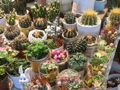 -双季花艺园艺市场(浦东店)