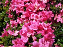 -鱼酷活鱼烤鱼(恒隆广场店)