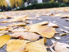 -百林公园-两江幸福广场
