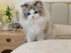-猫十亿·布偶金渐层·曼基康矮脚猫舍(青年路店)