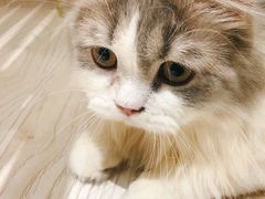-猫和宫(六道口店)