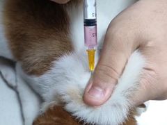 -乐琪宠物医院·犬猫专科·骨外科·急重症