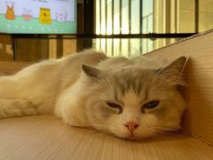 -瞄一喵猫咖(格力海岸店)