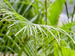 -重庆市江北嘴中央商务区中央公园