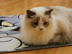 -momokira米努特·德文卷毛猫·棉花面纱犬