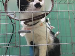 -米苏动物医院·犬猫专科·骨科外科内窥镜