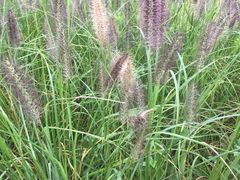 -白鹭湾湿地公园