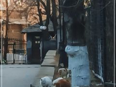 -北京大学燕东园