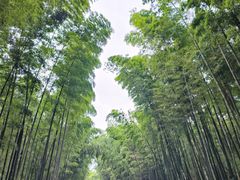 -蜀南竹海景区