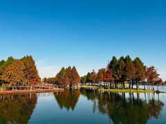 -贡湖湾湿地公园