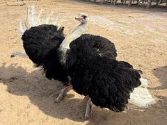 -鄂尔多斯野生动物园