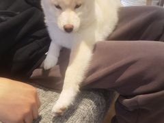 -南京Hallo宠物乐园·哈罗犬舍·柴犬繁育基地