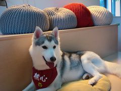 桃心-Husky Go! 哈士奇体验馆·宠物咖啡厅狗咖