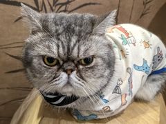 -楼上猫咖(罗湖店)