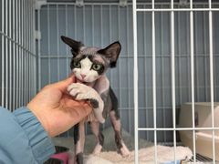 -翊宠yipet猫狗购宠庄园犬舍•猫舍