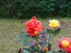 -合肥滨湖国家森林公园