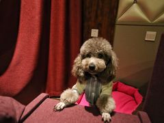 -PETKIT小佩宠物·低压洗护(国顺东路店)