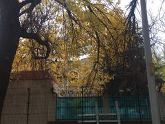 -三里屯东五街银杏大道