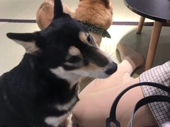 -逗柴咖啡屋·狗咖猫咖宠物桌游