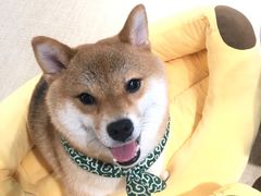 -逗柴咖啡屋·狗咖猫咖宠物桌游