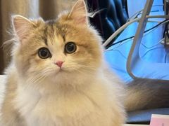-momokira米努特·德文卷毛猫·棉花面纱犬