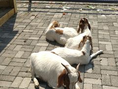 -长白岛森林公园