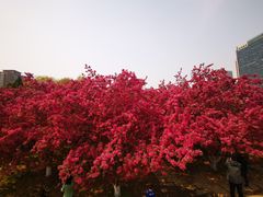 -海棠花溪(元大都城垣遗址公园)
