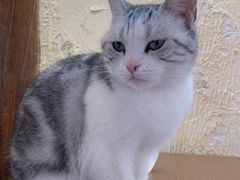 -猫小院猫主题餐厅(南锣旗舰店)