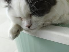 -怪兽屋·羊驼·猫咖·狗咖(俊华广场店)