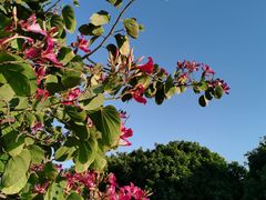 -长洲岛都市农业公园