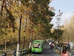 -合肥滨湖国家森林公园