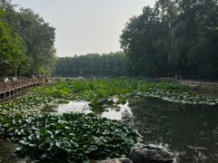 -云岗森林公园