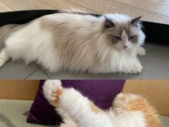 -CAT’S MEWSTAR CAFE·喵星球猫屋(晴湾咖啡店)