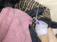 -联合动物医院(光谷诊疗中心)