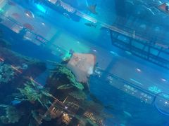 -迪拜水族馆及水下动物园