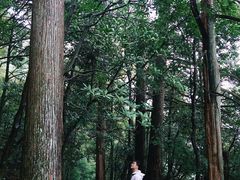 -天目山大树王景区