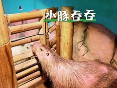 -正佳雨林生态植物园