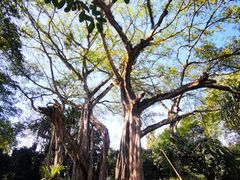 -瑞丽独树成林风景区