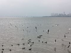 -深圳湾公园(南山区)