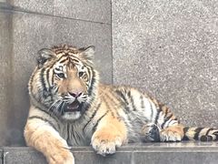 -西安秦岭野生动物园