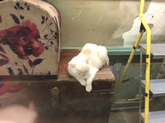 -猫咪博物馆(顶澳仔猫街店)