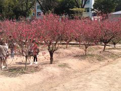 -南国桃园旅游度假区