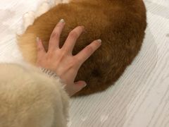 -浣熊柯尔鸭土拨鼠·电玩咖