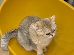 -有喵·猫咖·狗咖·40+猫狗有小奶狗(岗厦店)