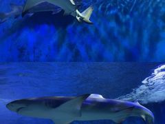 -太平洋海底世界